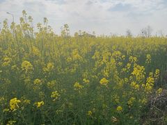 -广富林郊野公园