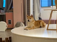 -浣熊柯尔鸭土拨鼠·电玩咖