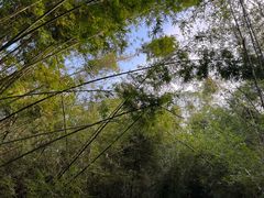 -开平碉楼文化旅游区马降龙景区