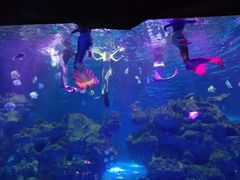 -芜湖新华联大白鲸海洋公园