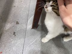 -老米家大雨泡馍