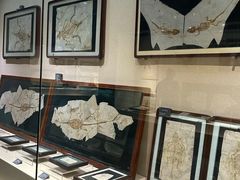 -安徽省地质博物馆