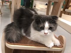 -飞行喵MR PILOT|猫舍·猫咖(静安大融城店)