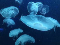 -珠海长隆海洋王国