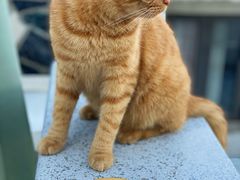 -喵屿·大理花园猫咖