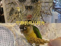 -吉丁鸟咖·异宠·寄养