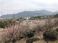 -香雪海