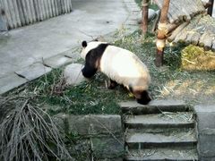 -成都大熊猫繁育研究基地
