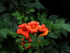 -上海吴淞炮台湾国家湿地公园