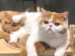 -飞行喵MR PILOT|猫舍·猫咖(静安大融城店)