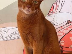 -Let's go狗咖·猫咖·奶狗·桌游(春熙路IFS店)