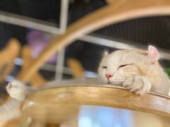 -猫和宫(六道口店)