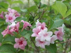 -白塘生态植物园