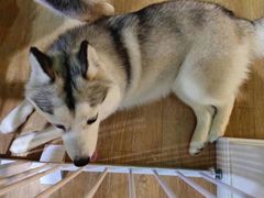 -Husky Go! 哈士奇体验馆·宠物咖啡厅狗咖