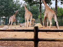 -大连森林动物园