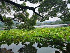 -西湖游船