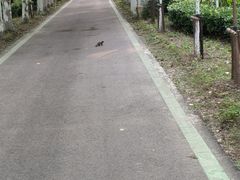 -合肥滨湖国家森林公园