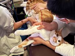-美联众合动物医院·24h转诊中心