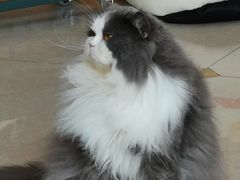 -Catmate·猫肥家润(金润铂宫店)