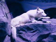 -上海海昌海洋公园-冰山北极馆