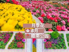 -桃花堤公园