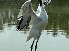 -盐城丹顶鹤湿地生态旅游区
