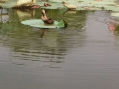 android_upload_pic-南戴河国际娱乐中心