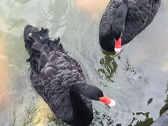 -珠海圆明新园