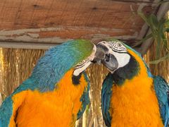 -西霞口神雕山野生动物世界