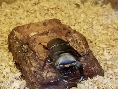 -上海大自然野生昆虫馆(东方明珠·爬宠昆虫探索中心)
