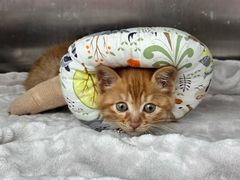 -萌兽医馆·宠物医院·猫骨科(创景店)