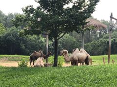 -北京野生动物园
