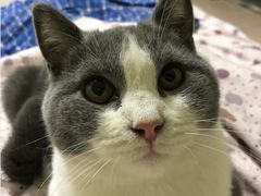 -艾吉宠物医院·疑难杂症转诊中心·猫友好(碧江路院)