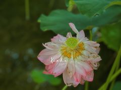 -陈家山荷花公园