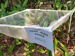 -中国科学院西双版纳热带植物园