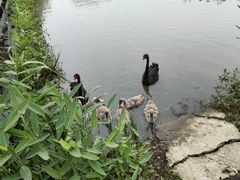-长兴太湖图影湿地文化园
