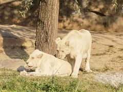 -北京野生动物园