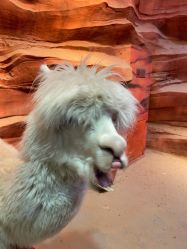 -酷嗒动物文化乐园(cutezoo西溪乐天城店)