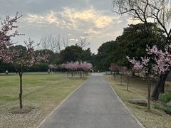 -上海滨江森林公园