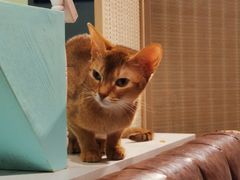 -猫小院猫主题餐厅(三里屯店)