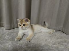 -lincat·猫舍(广州店)