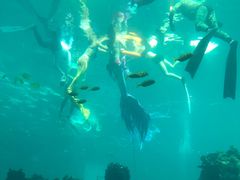 -海棠湾洲际-涛·海底餐厅·美人鱼·自助餐·海底隧道