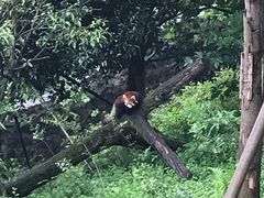 -都江堰中华大熊猫苑