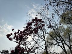 -上海共青森林公园