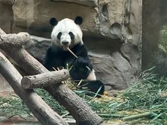 -成都动物园
