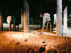 -清迈夜间动物园