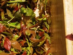 -银生食府·普洱菜(金星店)