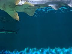 -上海海昌海洋公园
