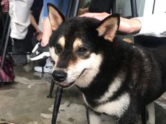 -柴犬高等学院·狗咖·柴犬售卖·宠物训练