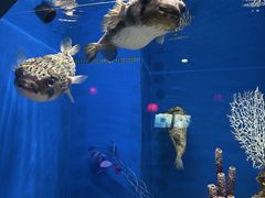 -长春中泰海洋世界